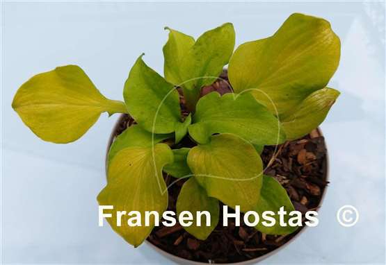 Hosta Gold Hearted Mouse